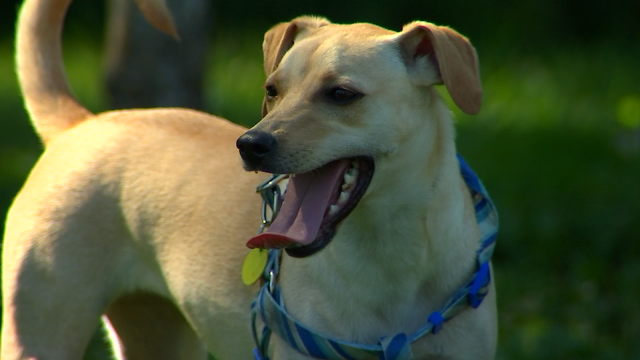 Keeping pets safe for the Fourth of July