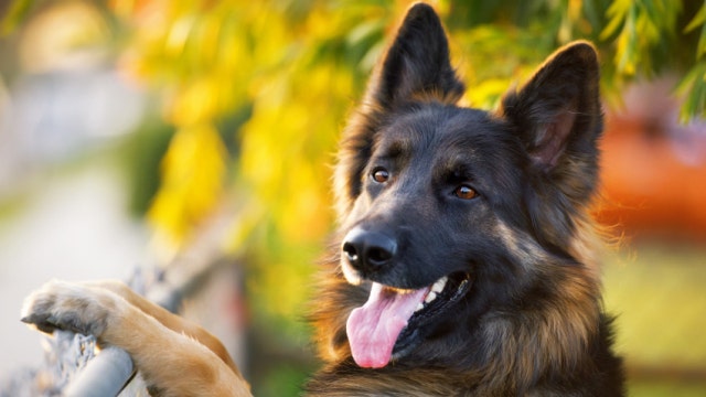 Dog named Trigger shoots owner during hunt