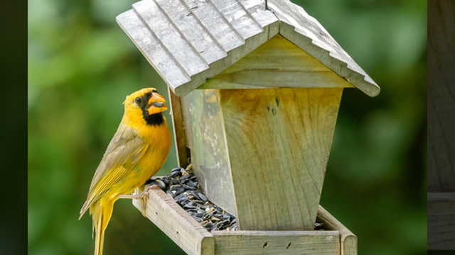Photographer captures stunning images of rare 'one in a million' yellow cardinal in Tennessee