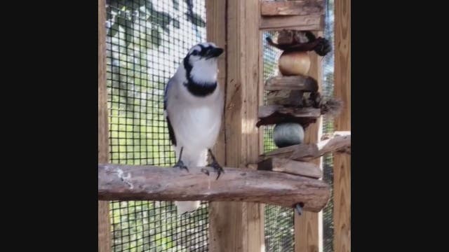 Florida blue jay can mimic a convincing 'meow'