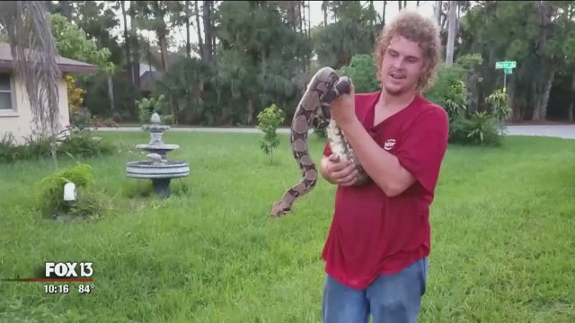 6-foot boa constrictor found living in family's attic