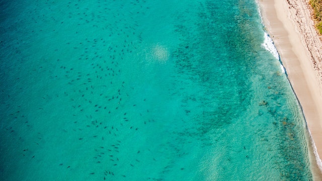 Sharks migrating off coast of Florida by the thousands