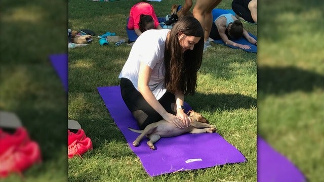 Practice your ‘downward dog' pose with puppy yoga