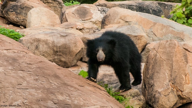 Man tries to take selfie with bear, bear kills him
