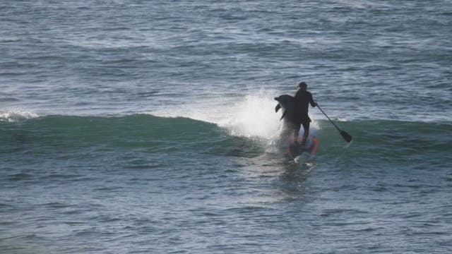 WATCH: Dolphin knocks man off paddle board