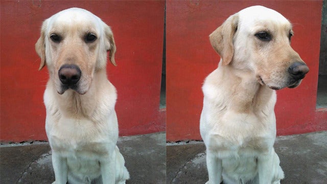 Hero dog that rescued 7 people after Ecuador quake dies from exhaustion