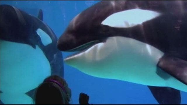 Scientists bemoan SeaWorld decision to stop breeding orcas