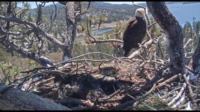 Big Bear bald eaglet watched by thousands on live web cam has died