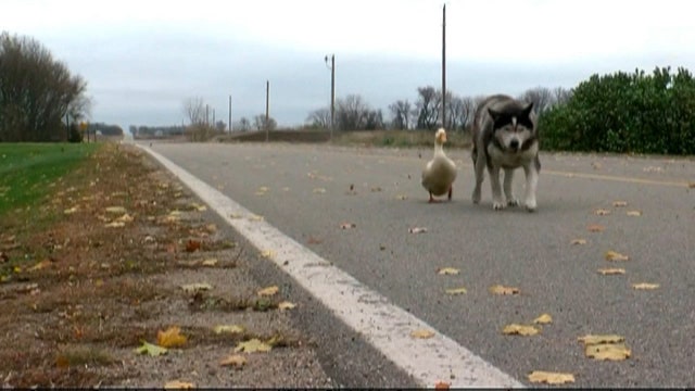 'Max' the dog, 'Quackers' the duck form inseparable bond