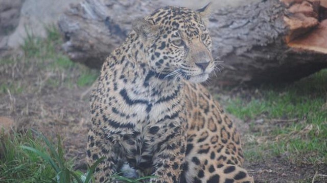 Jaguar escapes enclosure, attacks monkey at Abilene Zoo