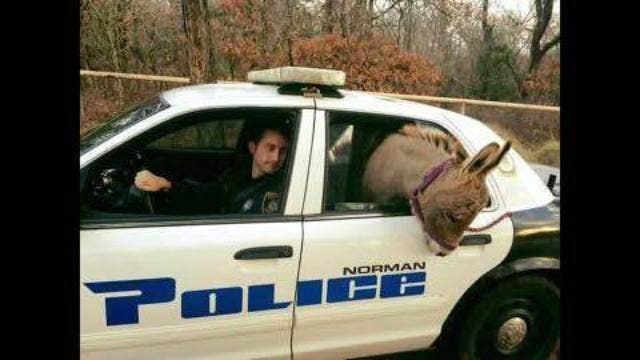 Oklahoma cop drives donkey to safety