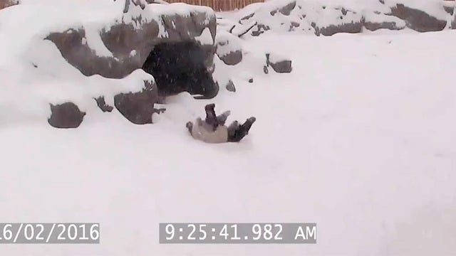 Panda loses his mind when he wakes up to snow