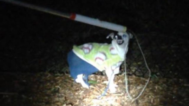 Washington police find 'very angry' dog wearing sweater and pants