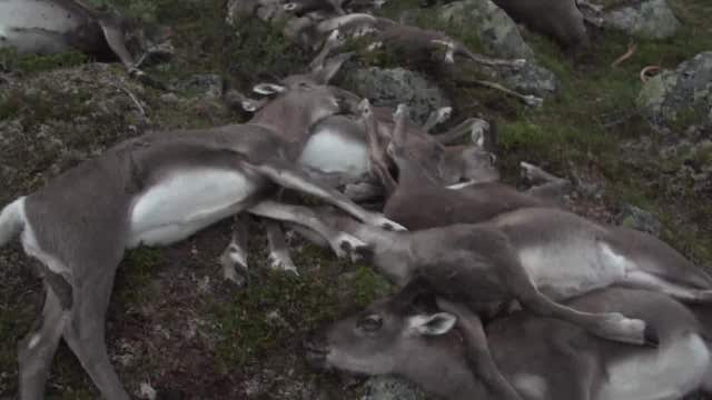 Lightning strike kills 323 wild reindeer in Norway