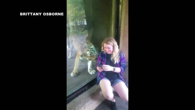 WATCH: Tiger nuzzles woman's baby bump through glass at the zoo