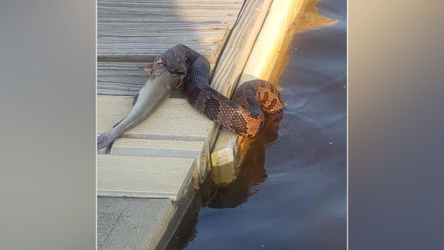 'A seafood treat!' Snake caught on camera swallowing fish whole off NC boat dock
