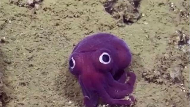 Stubby Squid found off California coast