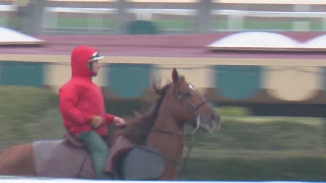 29th horse dies at Santa Anita Park, second fatality in two days