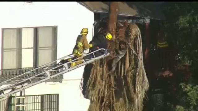 Dramatic rescue of palm tree trimmer in Pasadena