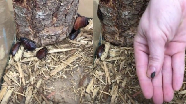 Zoo Atlanta names baby cockroach ‘Tom Brady'