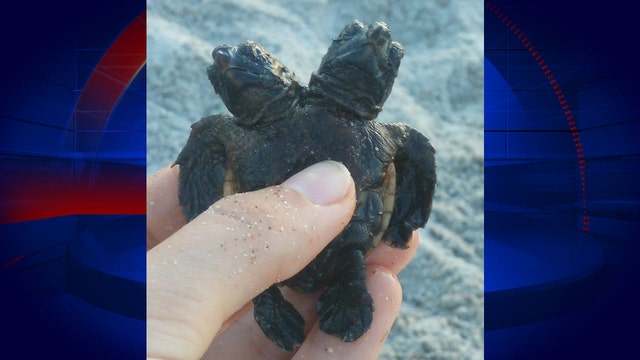 Researchers find rare 2-headed turtle