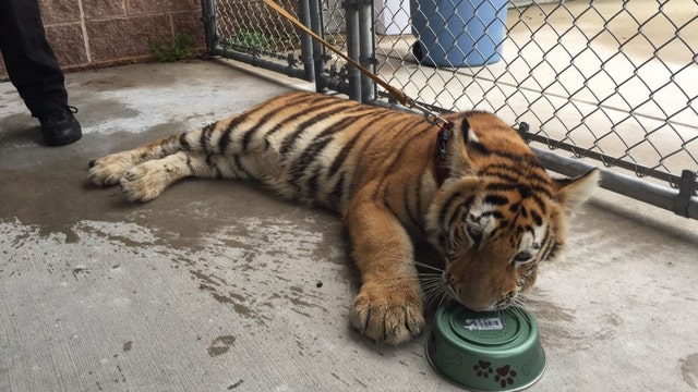 Tiger wearing collar with leash found wandering in South Texas city
