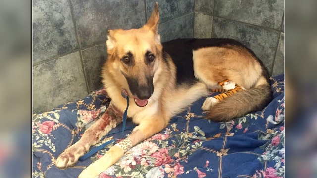 Dog improving after protecting 7-year-old from rattlesnake