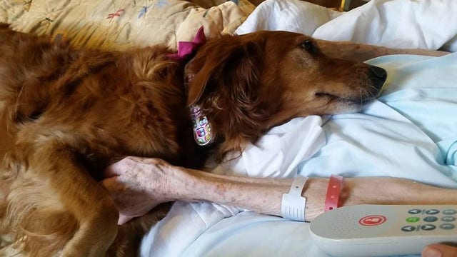 VIDEO: Therapy dog showing compassion at hospice center steals hearts