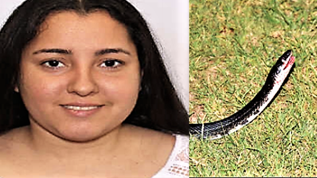 Woman allegedly threw live snake at driver during carjacking, police say