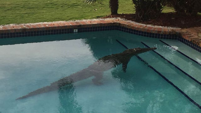 Crocodile takes morning dip in Florida Keys swimming pool