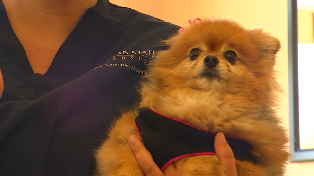 Minnesota pet hospital doubles as safe haven for pets of domestic abuse survivors