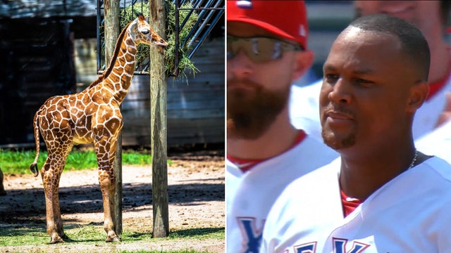 Fort Worth Zoo names giraffe after Adrian Beltre