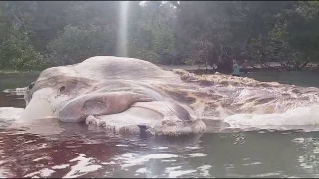 Monstrous sea creature washes up on Indonesia's shore