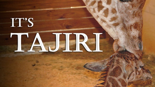 WATCH: April's baby giraffe has a name