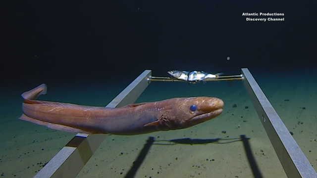 Dallas man dives to deepest parts of the world's 5 oceans