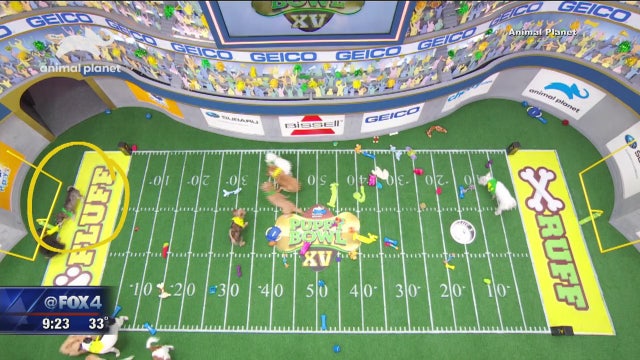 Puppy Bowl XV features 2 shelter dogs from Dallas