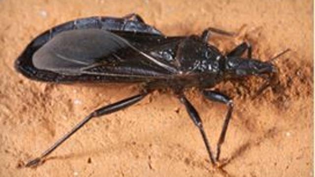 Dangerous ‘Kissing Bug' Spreads to More Than Half of US, Including California