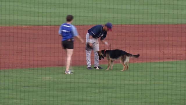 Playful pooch chases ball during minor league game