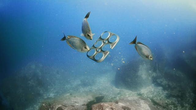 Brewery creates edible 6-pack rings to protect sea turtles