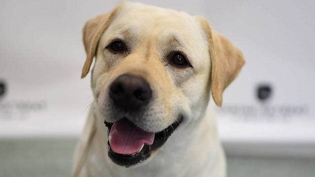 Labrador retriever most popular US dog breed for 28th year