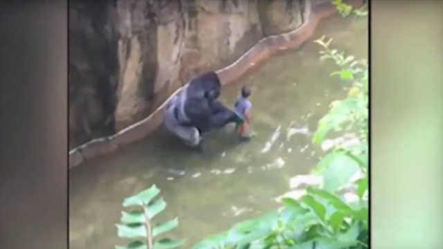 VIDEO: Cincinnati Zoo kills gorilla to protect small child in enclosure