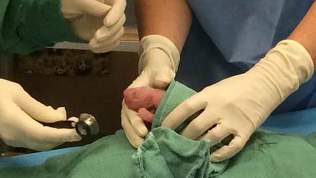 DC zoo celebrates birth of panda twins