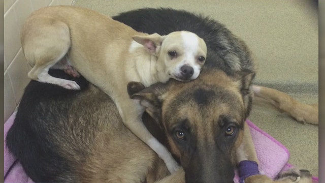 Inseparable Chihuahua and German Shepherd find a forever home