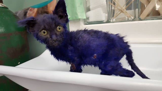 UPDATE: 'Smurf' kitten rescued after being dyed purple undergoes surgery