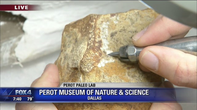 New Paleo Lab opens at Perot Musuem