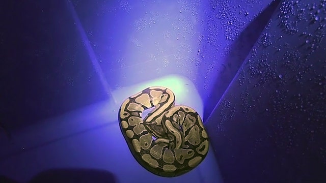 Florida woman shocked to find python in laundry