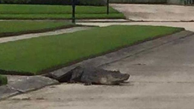 Louisiana homeowners watch gator crawl out of storm drain in middle of block