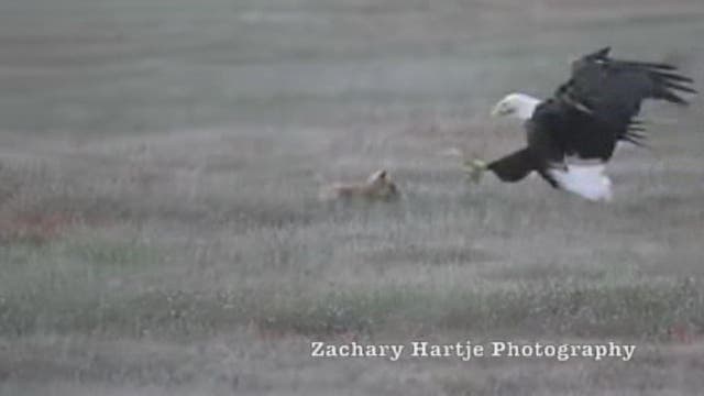 Mid-air battle between fox and eagle over rabbit caught on video