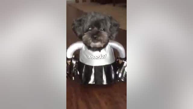 WATCH: Adorable 'cheerleader' pup steals hearts