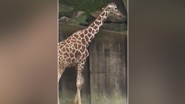 WATCH: Giraffe born in front of park-goers at Memphis Zoo